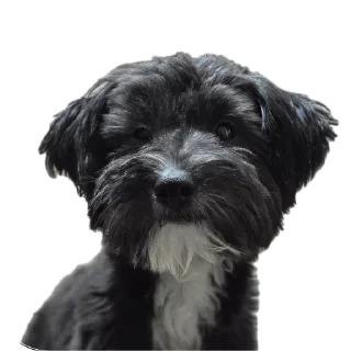 Sticker Бубырдерсы - 2