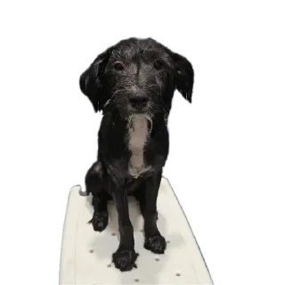 Sticker Бубырдерсы - 8