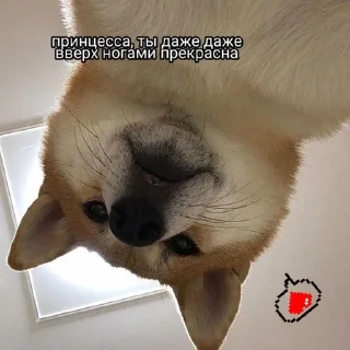 Sticker Стикерпак только для Буканира - 7