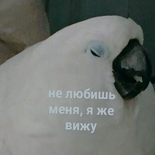 животное птица попугай