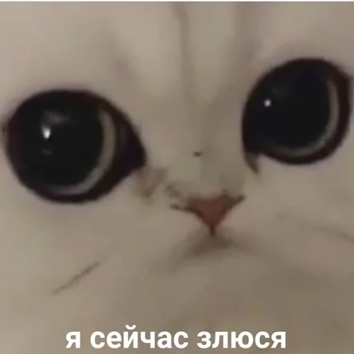 cat animal small to medium-sized cats