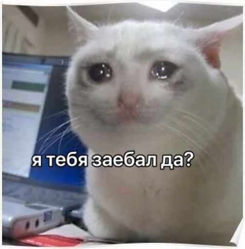 mammal animal domestic cat