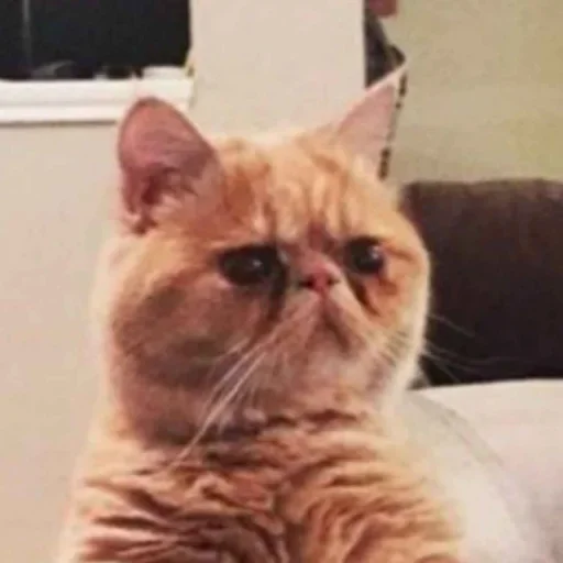 млекопитающее животное кошка