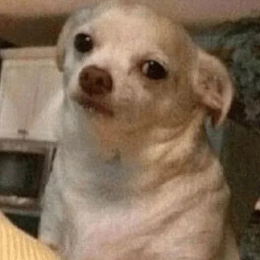 млекопитающее животное собака