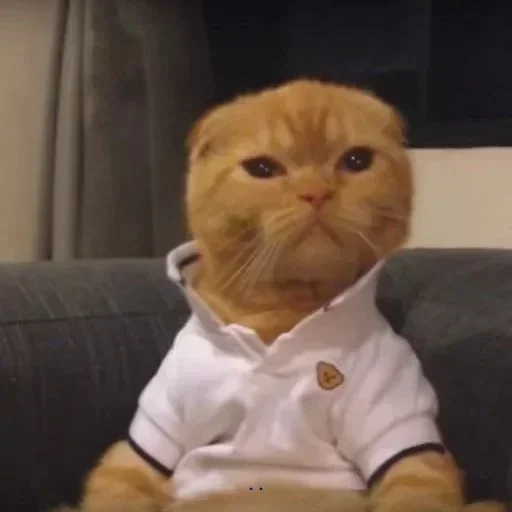 комнатный кошки малого и среднего размера кошачьи