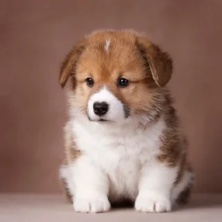 Sticker настюша бумбумчао стартер пак - 3