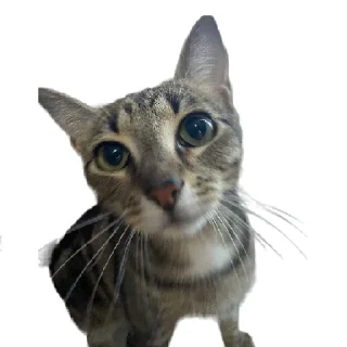 Sticker Булка - 8