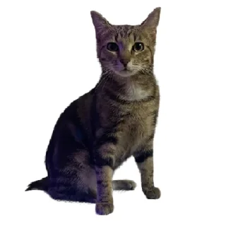 Sticker Булка - 9