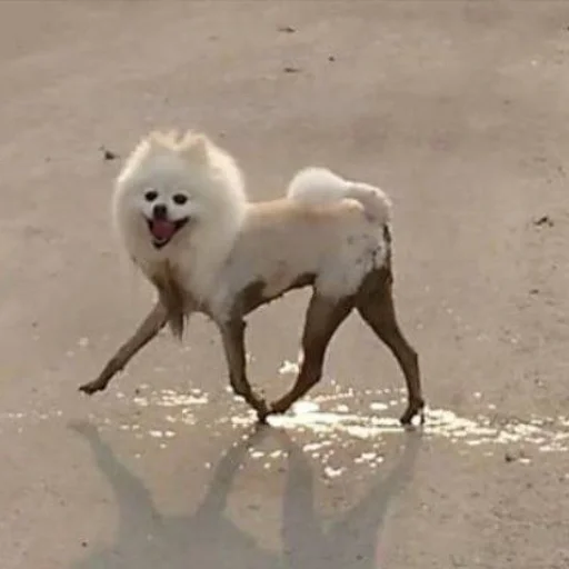 mammal animal ground