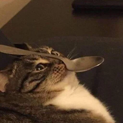 indoor small to medium-sized cats felidae