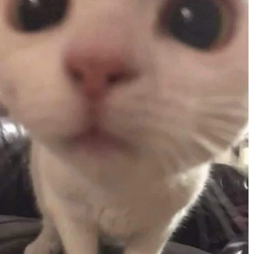 cat domestic cat small to medium-sized cats