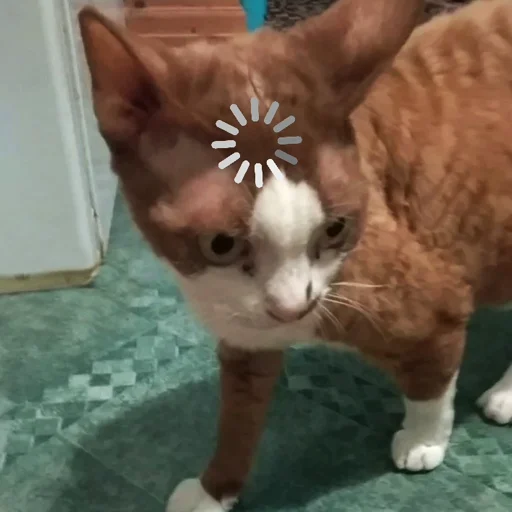 Бурмистер - 