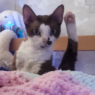 Sticker Бурмистер - 0