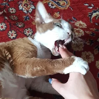 Sticker Бурмистер - 7