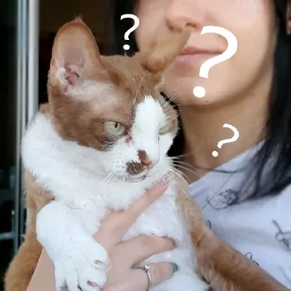 Sticker Бурмистер - 2