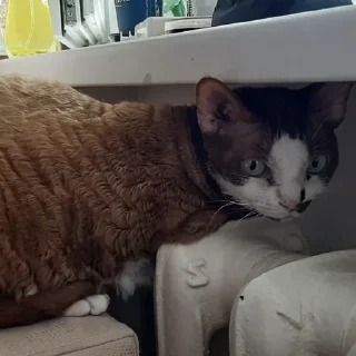 Sticker Бурмистер - 11