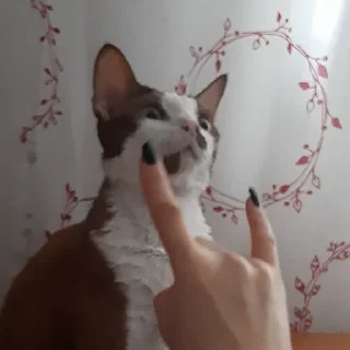 Sticker Бурмистер - 3