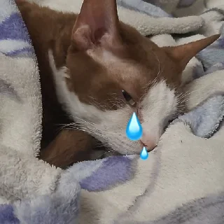 Sticker Бурмистер - 8