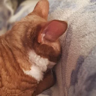 Sticker Бурмистер - 10