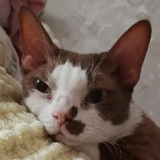 Sticker Бурмистер - 4