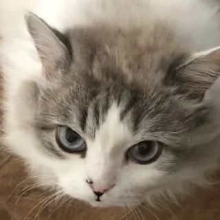 Стикер Бусинки - 5