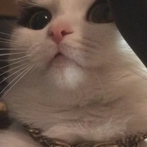 млекопитающее кошка кошки малого и среднего размера