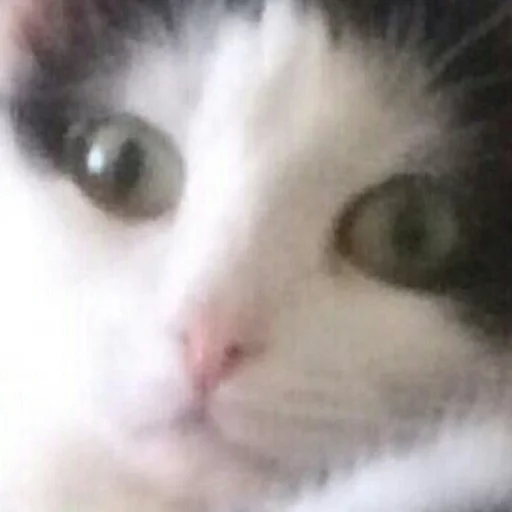 млекопитающее животное кошка