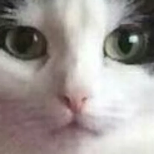 Бусинка - mammal