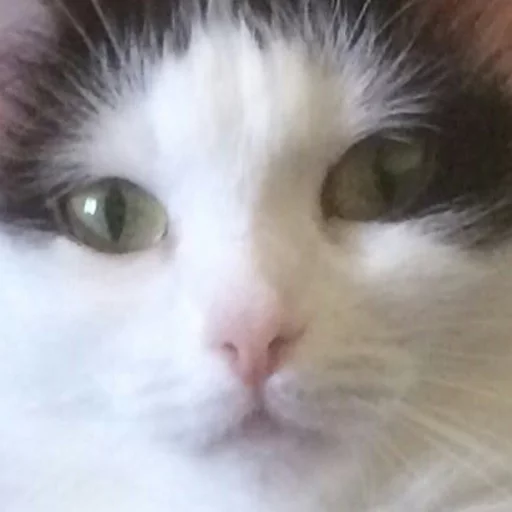 млекопитающее животное кошка