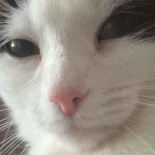 млекопитающее животное кошка