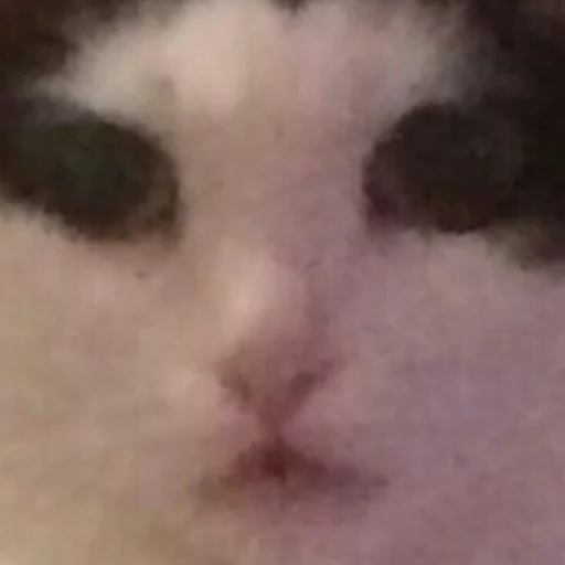 млекопитающее животное кошка