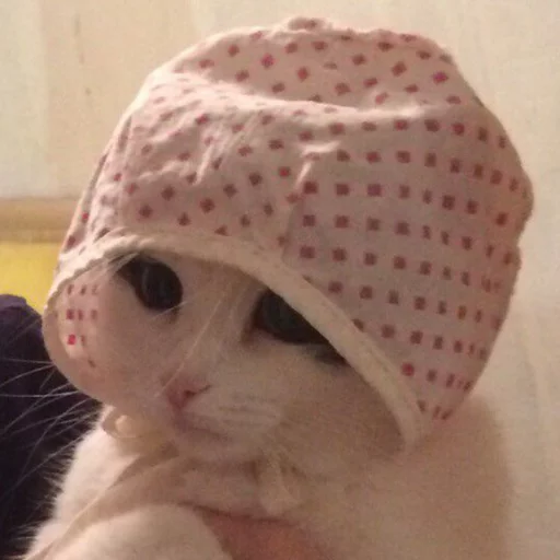 кошка комнатный капот