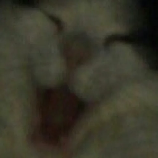 Размыто животное млекопитающее