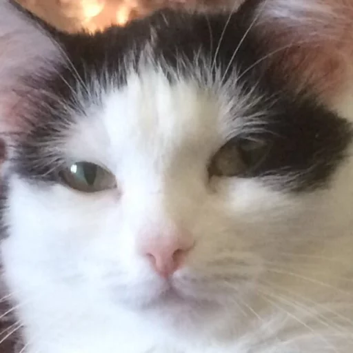 млекопитающее животное домашняя кошка