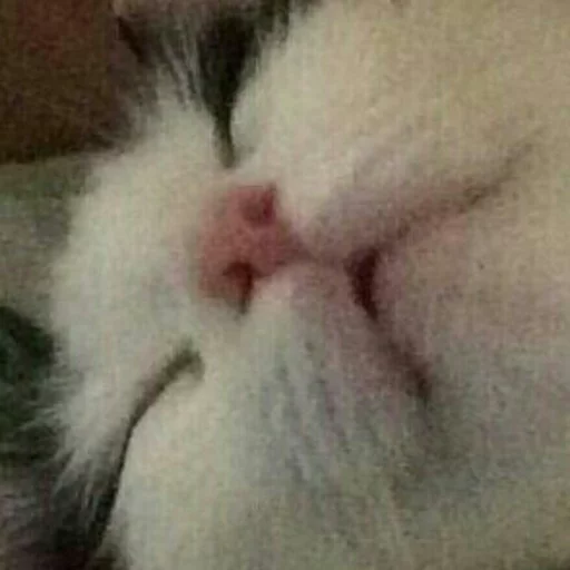 млекопитающее животное кошка