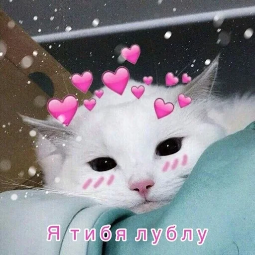 кошки малого и среднего размера млекопитающее кошачьи