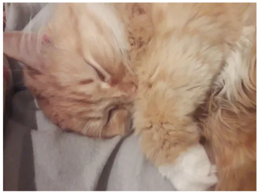 животное млекопитающее кошка