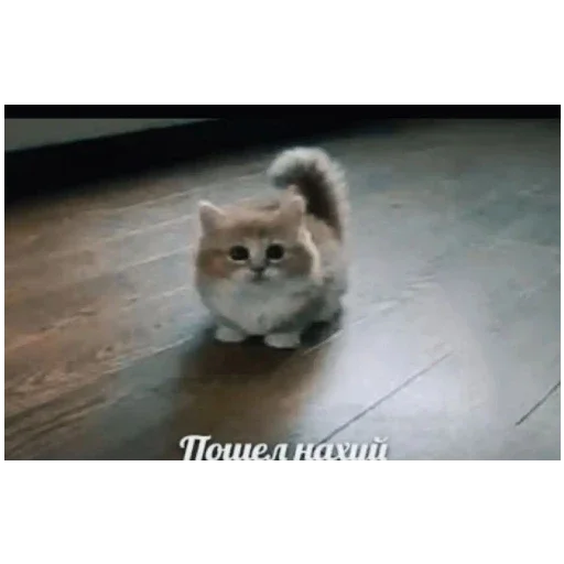 Стикер ByForenziForLitch - 1