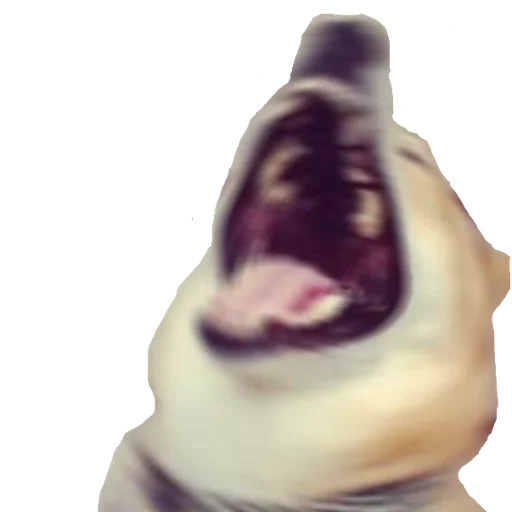 ракушка искусство