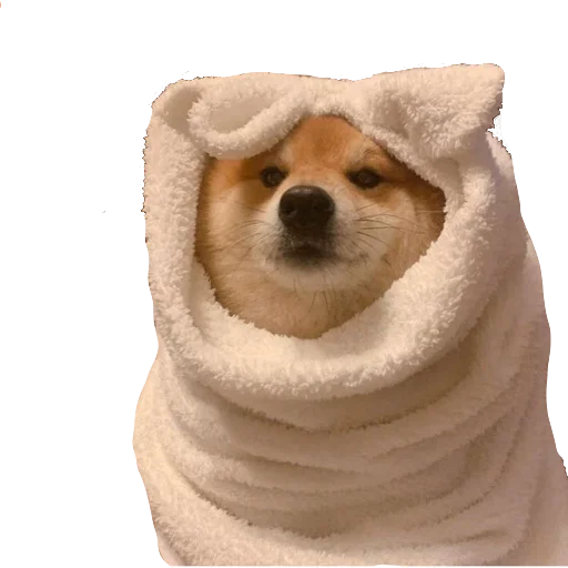 домашнее животное порода собак полотенце