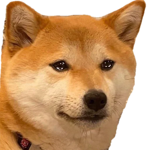 животное млекопитающее домашнее животное