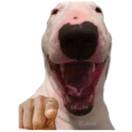 СМС плоть ужас