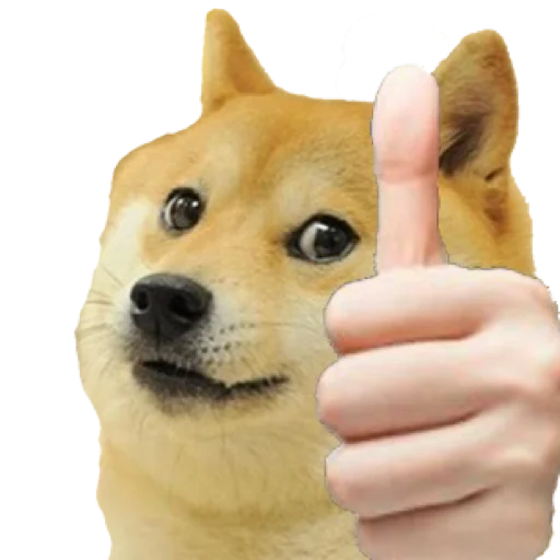 млекопитающее собака животное