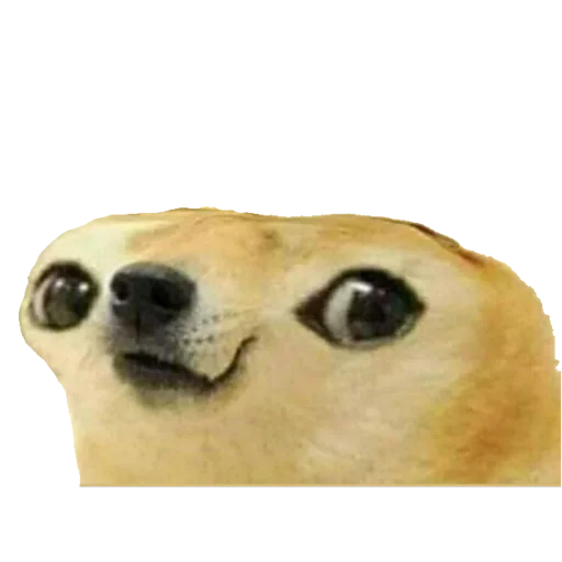 собака животное млекопитающее