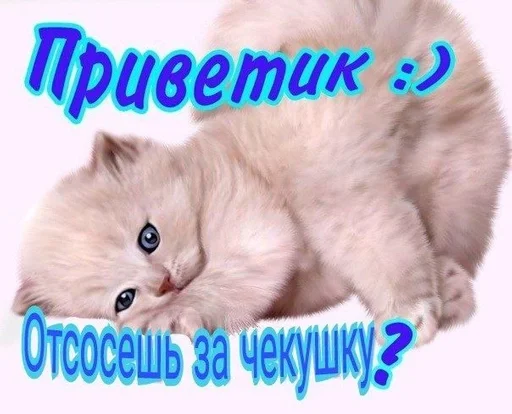 млекопитающее животное кошка