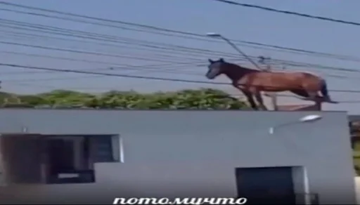 Sticker Б.ю. Тянтес - 7