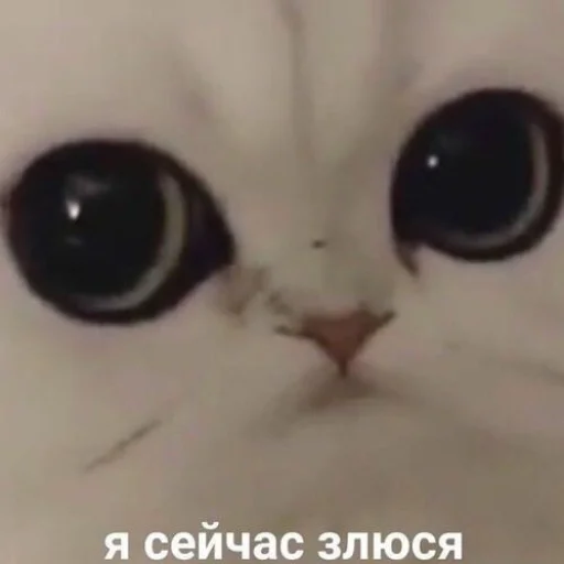 Sticker Б.ю. Тянтес - 2