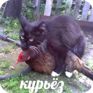 Стикер @diogensinopskiu - 11