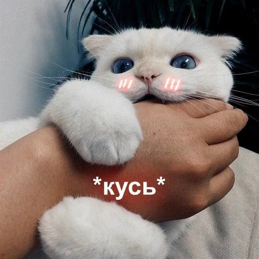 Sticker Byraise555 - 1