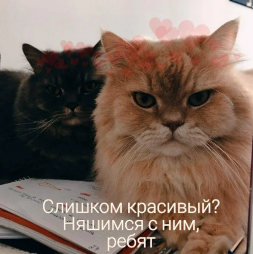 Sticker Byraise555 - 1